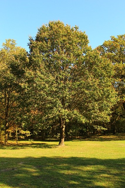 Free download Tree Autumn Park -  free photo or picture to be edited with GIMP online image editor