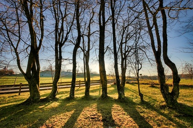 Free download Tree Backlighting Shadow -  free photo or picture to be edited with GIMP online image editor