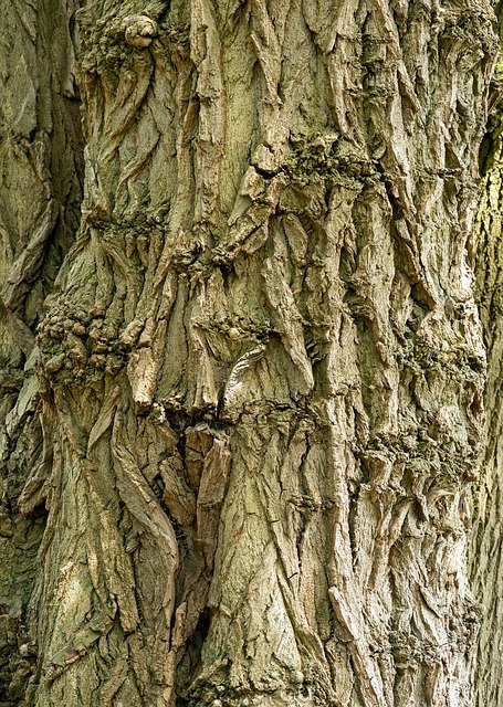 Free download Tree Bark Old Nature -  free photo or picture to be edited with GIMP online image editor