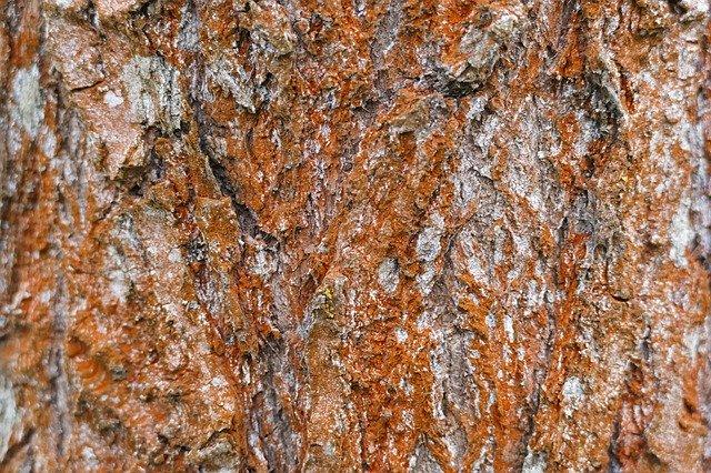 Free download Tree Bark Pine free photo template to be edited with GIMP online image editor