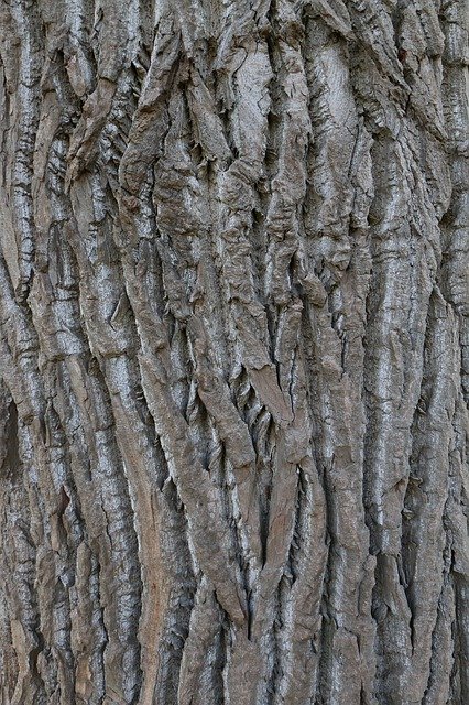 Free download Tree Bark Poplar -  free photo or picture to be edited with GIMP online image editor