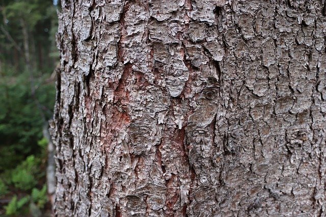 Free download Tree Bark Texture -  free photo or picture to be edited with GIMP online image editor