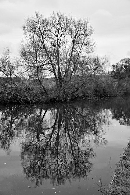 دانلود رایگان Tree Black and White Landscape - عکس یا تصویر رایگان قابل ویرایش با ویرایشگر تصویر آنلاین GIMP