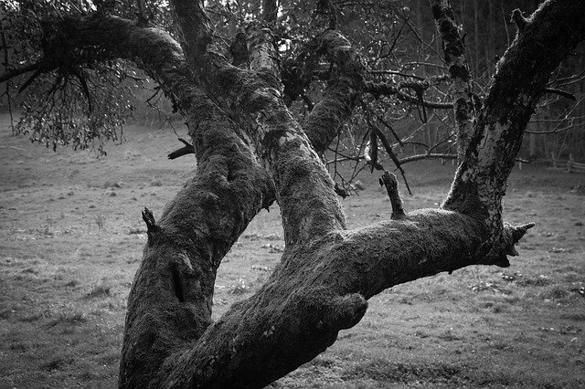 Free download Tree Black And White Nature -  free photo or picture to be edited with GIMP online image editor