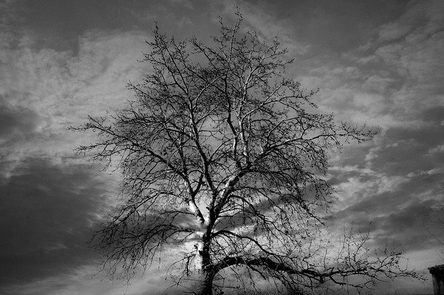 Free download Tree Black Nature -  free photo or picture to be edited with GIMP online image editor