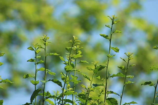 ດາວ​ໂຫຼດ​ຟຣີ Tree Blat Nature - ຮູບ​ພາບ​ຟຣີ​ຫຼື​ຮູບ​ພາບ​ທີ່​ຈະ​ໄດ້​ຮັບ​ການ​ແກ້​ໄຂ​ກັບ GIMP ອອນ​ໄລ​ນ​໌​ບັນ​ນາ​ທິ​ການ​ຮູບ​ພາບ​