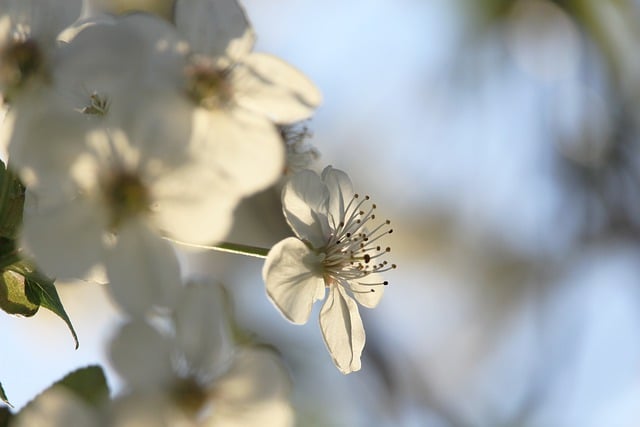 Free download tree blossom bloom cherry tree free picture to be edited with GIMP free online image editor