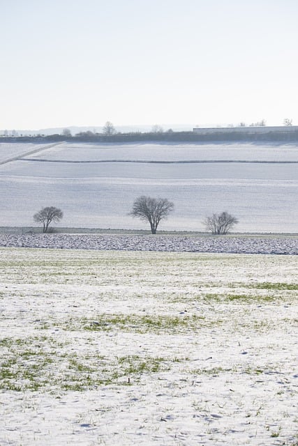 Free download tree branches field agriculture free picture to be edited with GIMP free online image editor