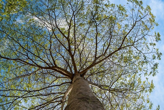 Free download tree branches leaves trunk sky free picture to be edited with GIMP free online image editor