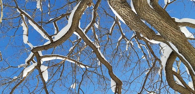 Free download Tree Branches Snow On -  free photo or picture to be edited with GIMP online image editor