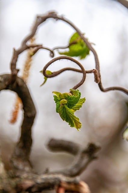 Free download tree branches sprouts leaf buds free picture to be edited with GIMP free online image editor