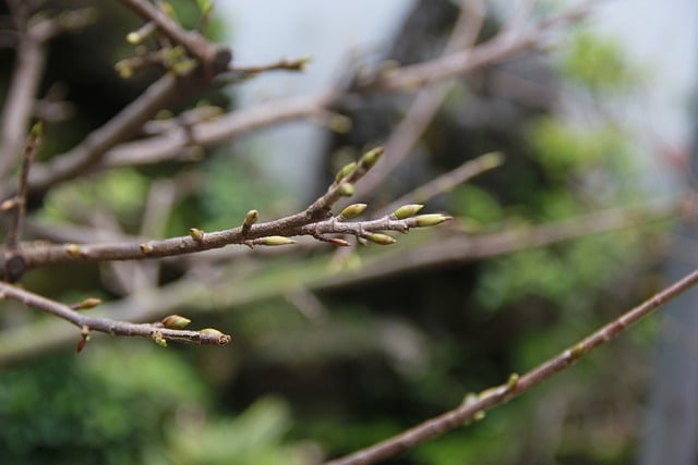 Free download tree branch flower buds plant free picture to be edited with GIMP free online image editor