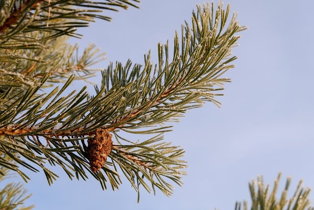 Free download tree branch pine cone winter free picture to be edited with GIMP free online image editor