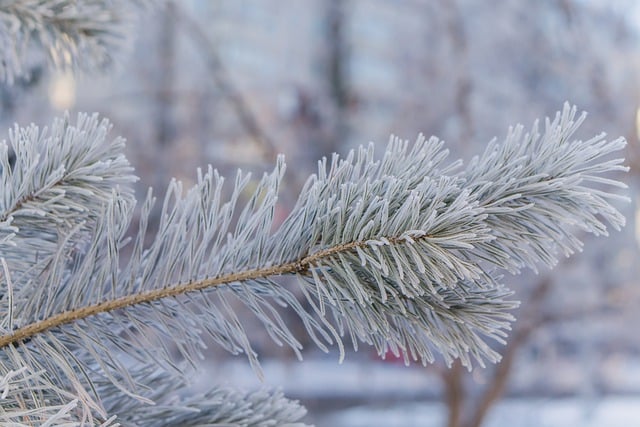 Free download tree branch spruce frost bokeh free picture to be edited with GIMP free online image editor