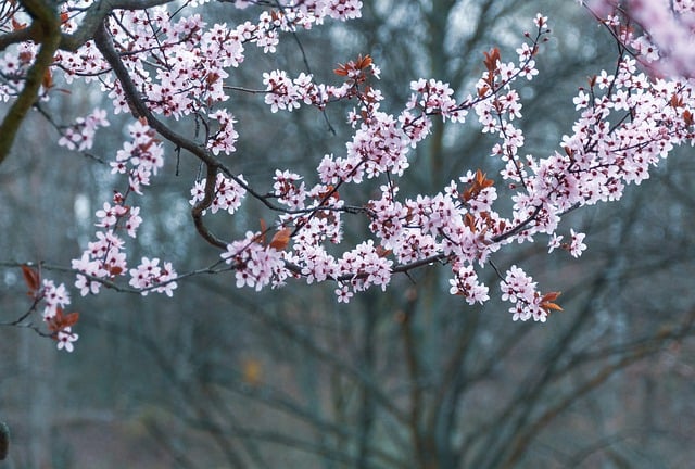 Free download tree cherry blossoms blossoms free picture to be edited with GIMP free online image editor