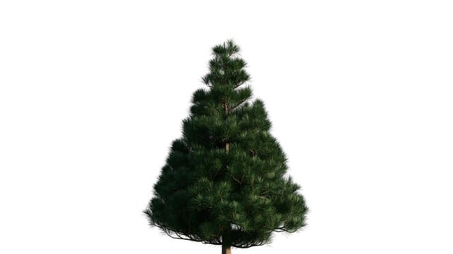 Free download tree christmas tree greenery green free picture to be edited with GIMP free online image editor