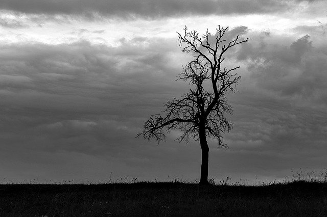 Free download Tree Cloudy Clouds -  free photo or picture to be edited with GIMP online image editor