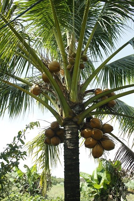 Free download Tree Coconut The Garden -  free photo or picture to be edited with GIMP online image editor