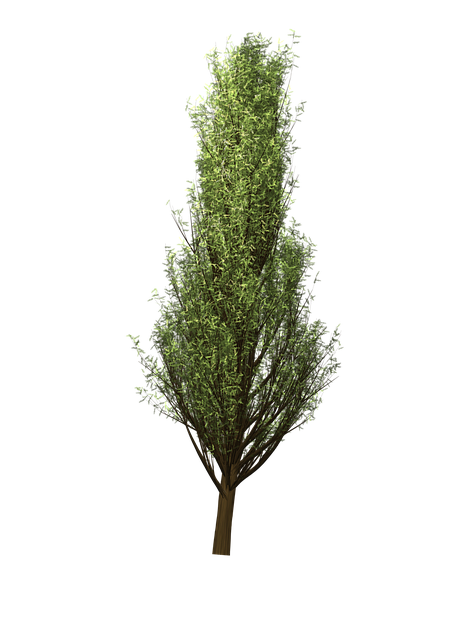 Free download Tree Cypress -  free illustration to be edited with GIMP free online image editor