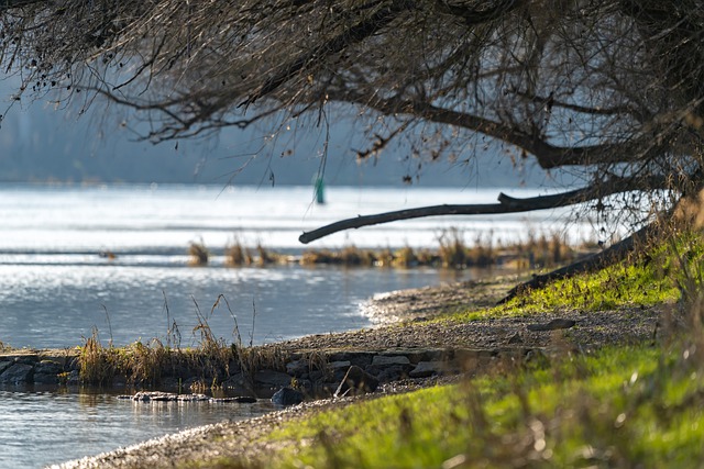 Free download tree danube flow water nature free picture to be edited with GIMP free online image editor