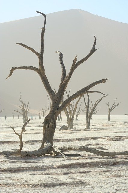 Free download Tree Desert Namibia -  free photo or picture to be edited with GIMP online image editor