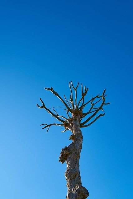 Free download Tree Dried Up Autumn -  free photo or picture to be edited with GIMP online image editor