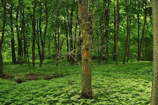 Free download Tree Dry Spring -  free photo or picture to be edited with GIMP online image editor