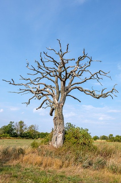 Muat turun percuma Tree Family Aesthetic - foto atau gambar percuma untuk diedit dengan editor imej dalam talian GIMP