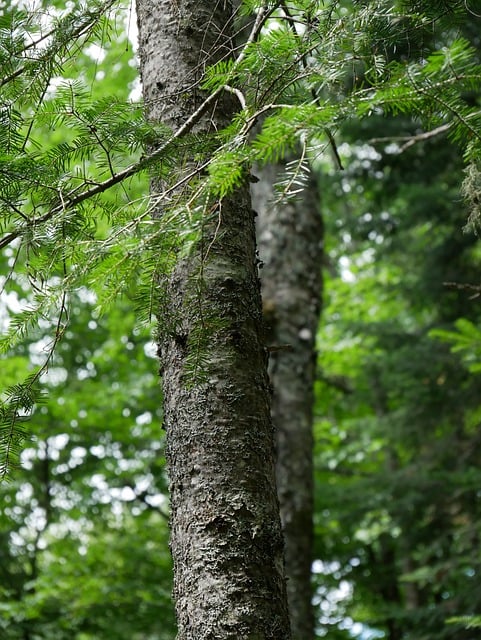 Free download tree fir nature trunk wood bark free picture to be edited with GIMP free online image editor