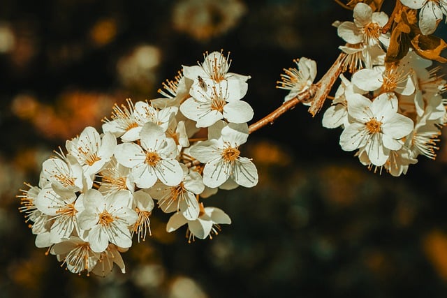 Free download tree flowers petals spring bloom free picture to be edited with GIMP free online image editor