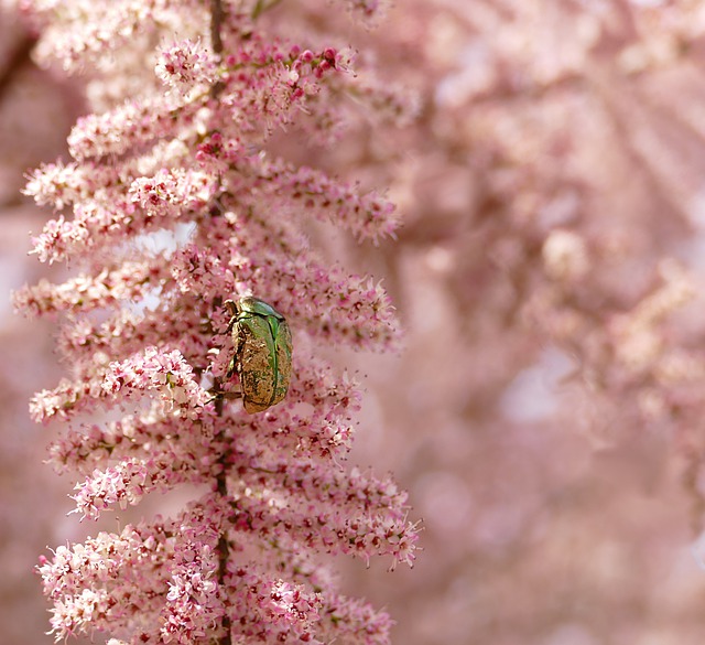 Free download tree flowers pink chafer beetle free picture to be edited with GIMP free online image editor