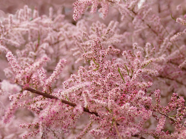 Free download tree flowers pink tamaris plants free picture to be edited with GIMP free online image editor