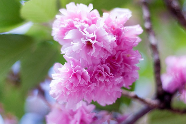 Free download tree flowers plant natural free picture to be edited with GIMP free online image editor