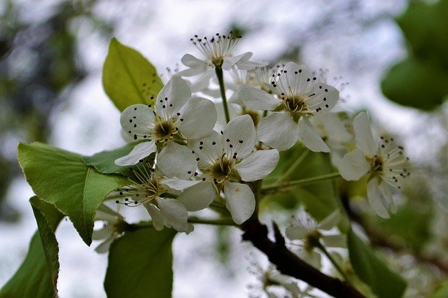 Free download Tree Flower White -  free photo or picture to be edited with GIMP online image editor