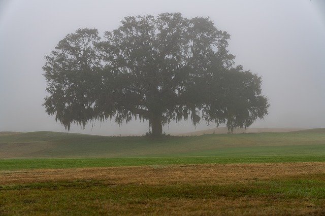 Free download Tree Fog Landscape -  free photo or picture to be edited with GIMP online image editor