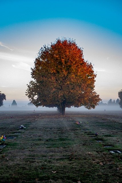 Free download Tree Fog Nature -  free photo or picture to be edited with GIMP online image editor