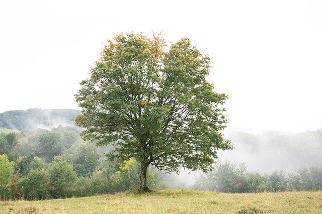 Free download Tree Fog Scenic -  free photo or picture to be edited with GIMP online image editor