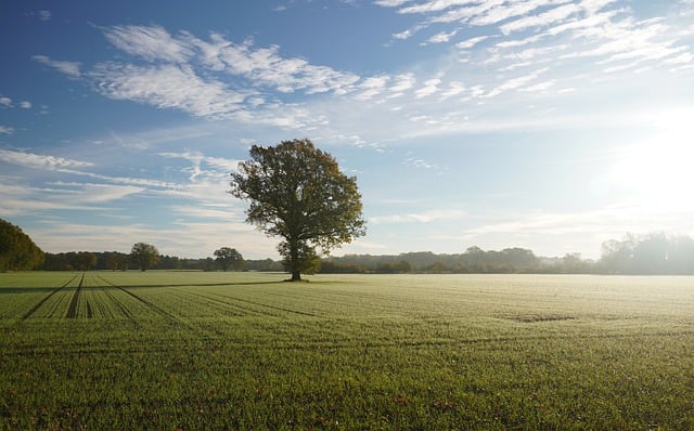 Free download tree fog tomorrow landscape nature free picture to be edited with GIMP free online image editor