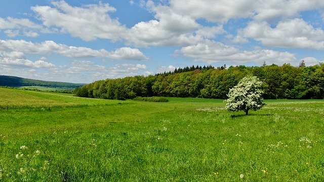 Free download Tree Forest Clouds -  free photo or picture to be edited with GIMP online image editor