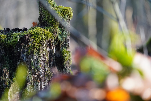 Free download tree forest down moss mossy trunk free picture to be edited with GIMP free online image editor