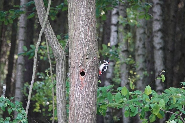 Free download Tree Forest Woodpecker -  free photo or picture to be edited with GIMP online image editor