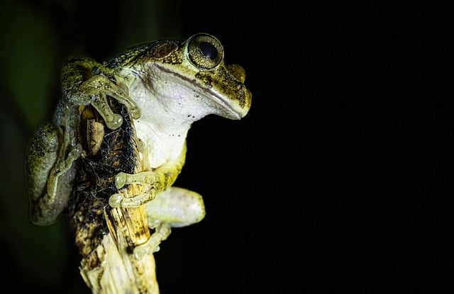 Free download tree frog frog amphibian animal free picture to be edited with GIMP free online image editor