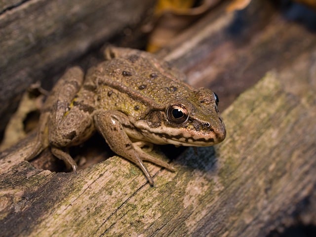 Free download tree frog frog nature amphibian free picture to be edited with GIMP free online image editor