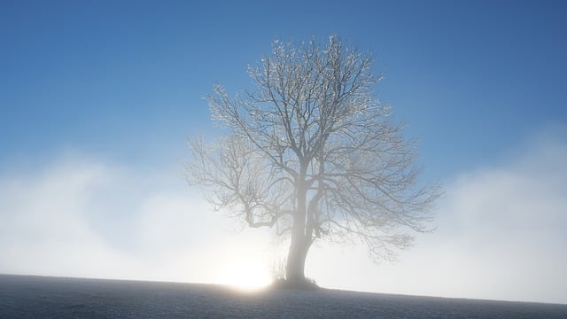 Free download tree frost ripe fog sun light free picture to be edited with GIMP free online image editor