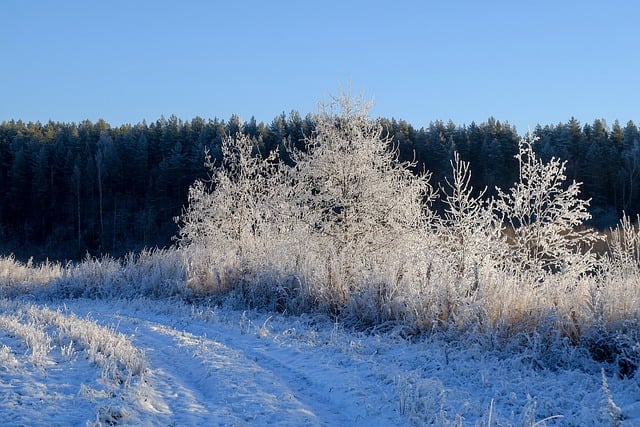 Free download tree frost winter cold nature free picture to be edited with GIMP free online image editor