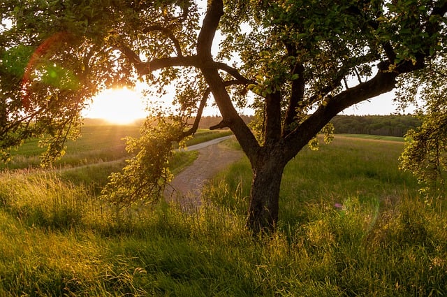 Free download tree fruit tree meadow sunset free picture to be edited with GIMP free online image editor