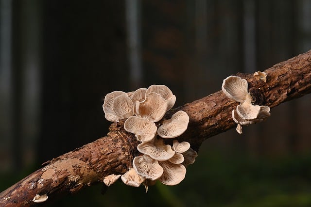 Free download tree fungi stubfoot branch free picture to be edited with GIMP free online image editor