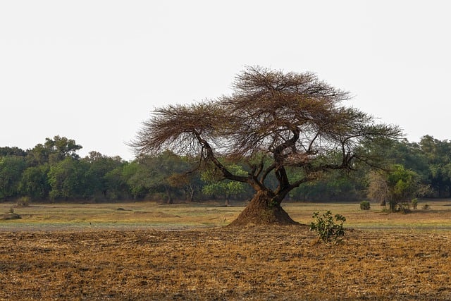 Free download tree game drive national park free picture to be edited with GIMP free online image editor