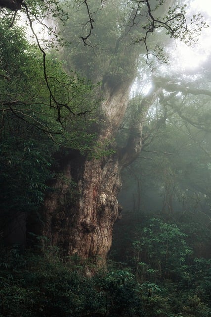 Free download tree giant tree jomon cedar free picture to be edited with GIMP free online image editor