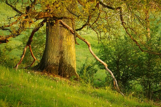 Free download Tree Green Forest Morning -  free photo or picture to be edited with GIMP online image editor